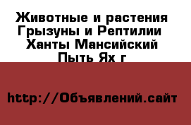 Животные и растения Грызуны и Рептилии. Ханты-Мансийский,Пыть-Ях г.